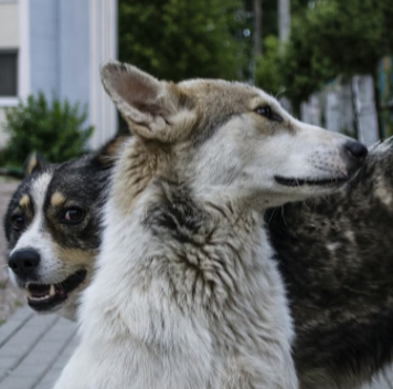 The Lifesaving Abilities of Hearing Service Dogs hearing service dogs